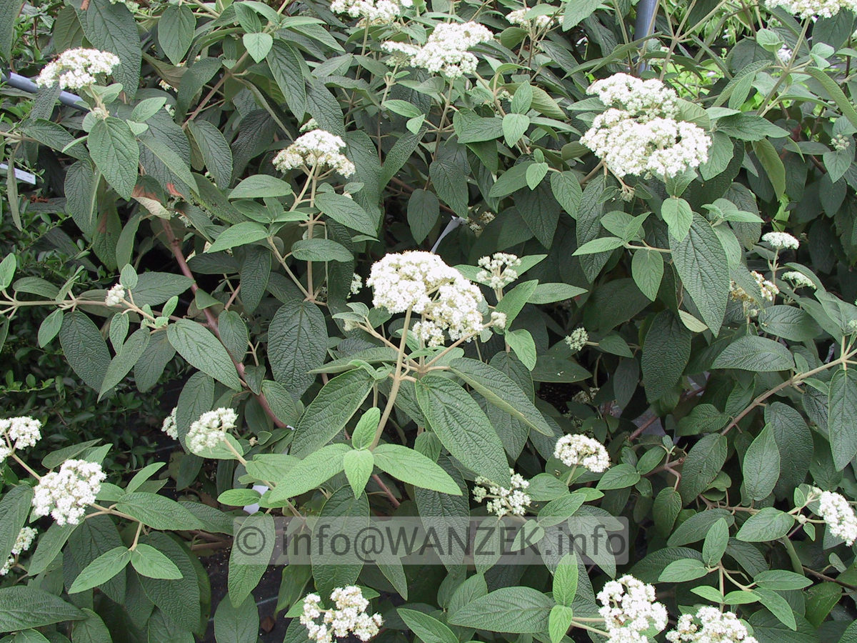 Viburnum rhytidophyllum Wanzekii 01.JPG
